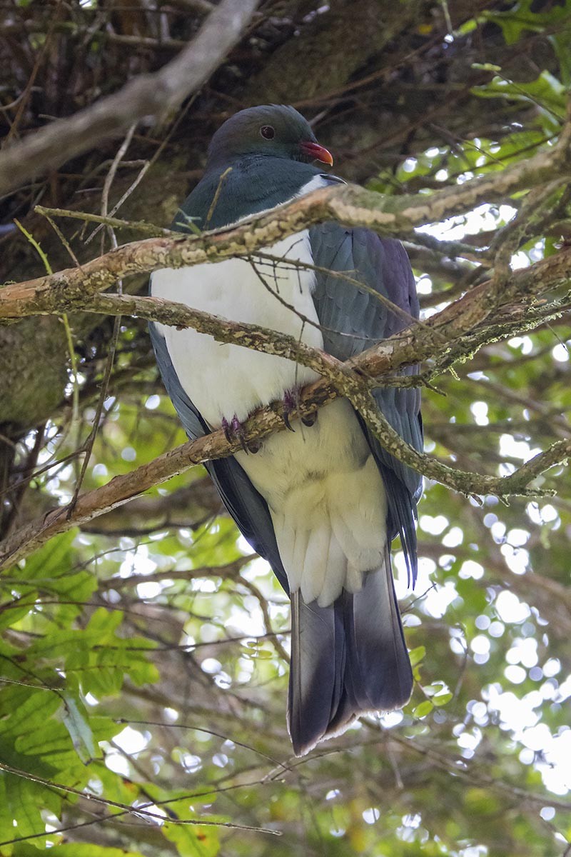 Маорийский плодовый голубь - ML646604599
