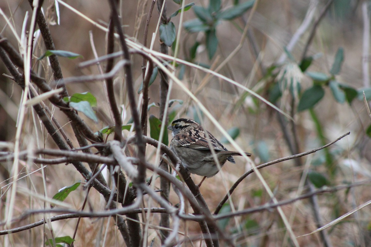 White-throated Sparrow - ML646604605