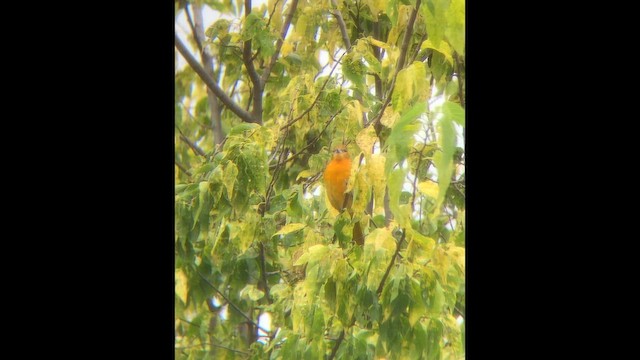 Baltimore Oriole - ML646604606