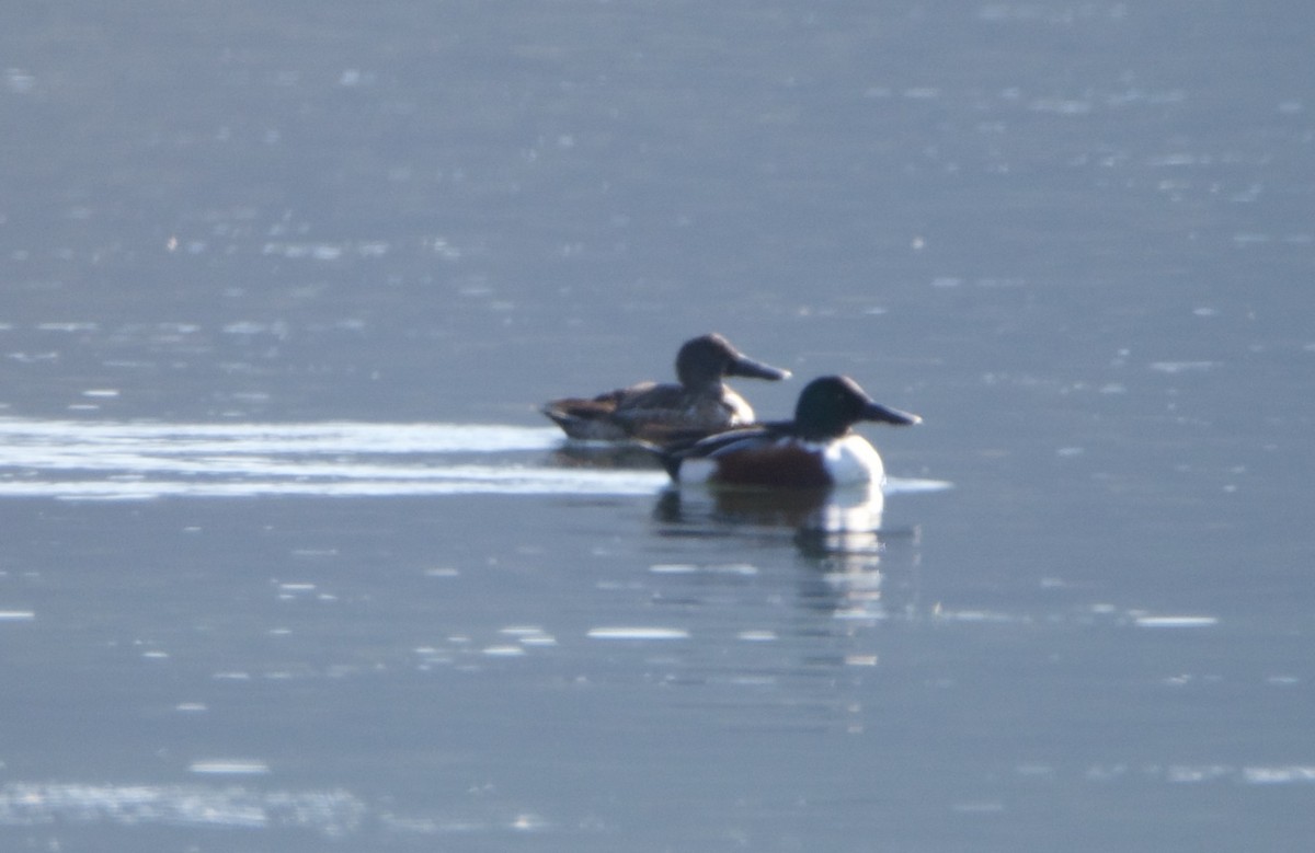 琵嘴鴨 - ML646604608