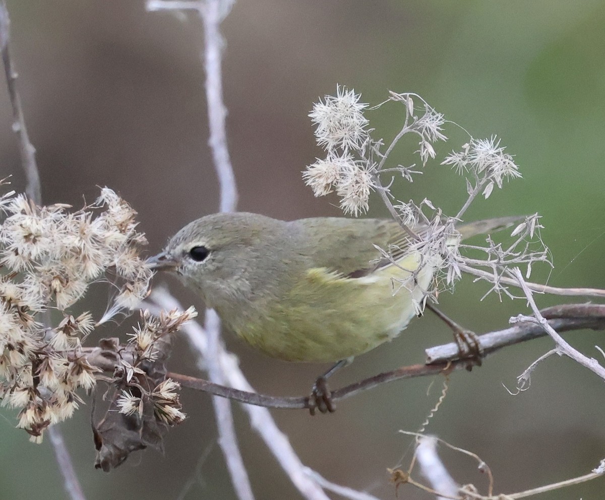 Orange-crowned Warbler - ML646604609