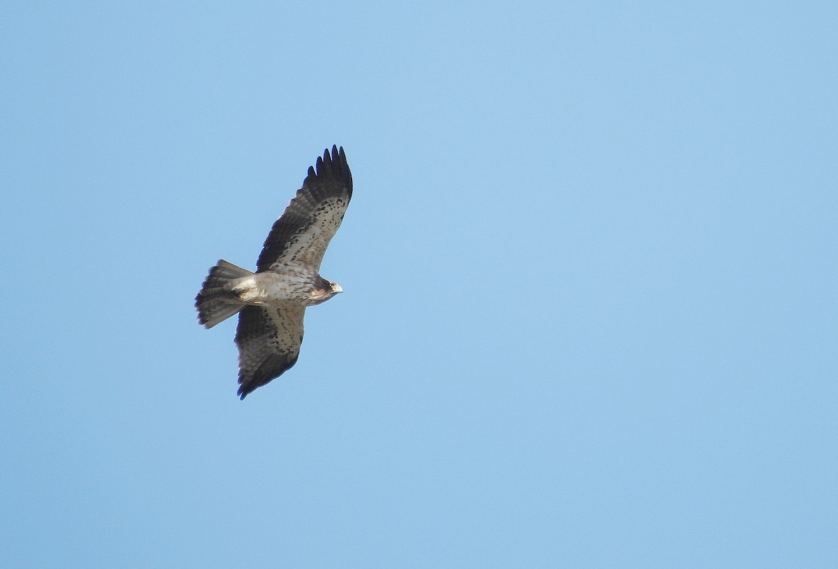 靴隼鵰 - ML646604610