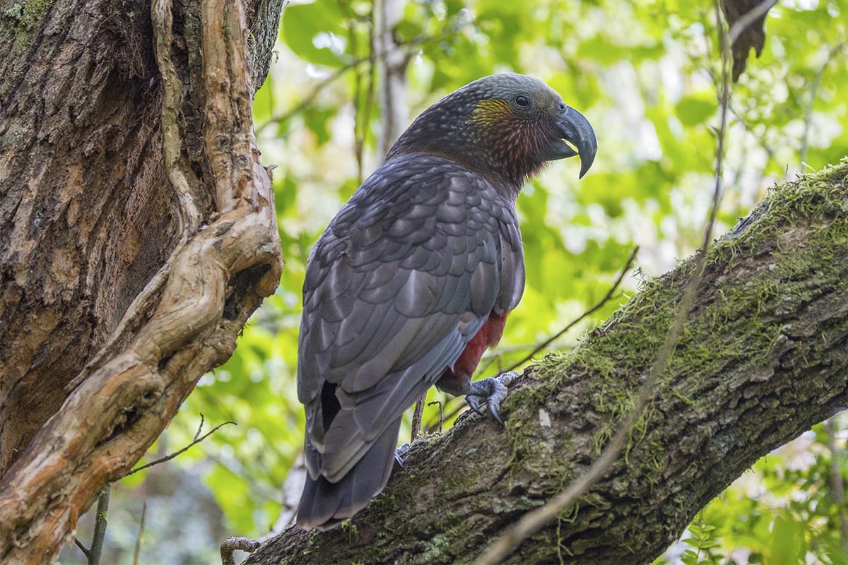 Кака - ML646604612