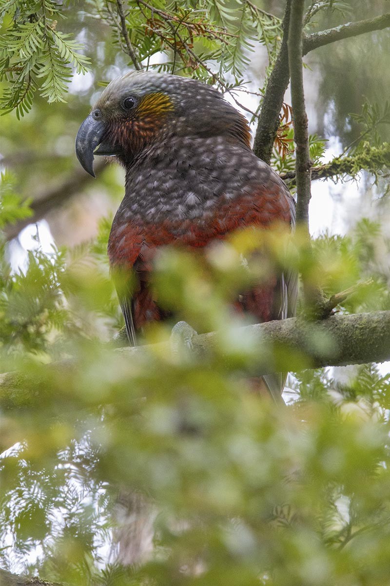 Кака - ML646604613