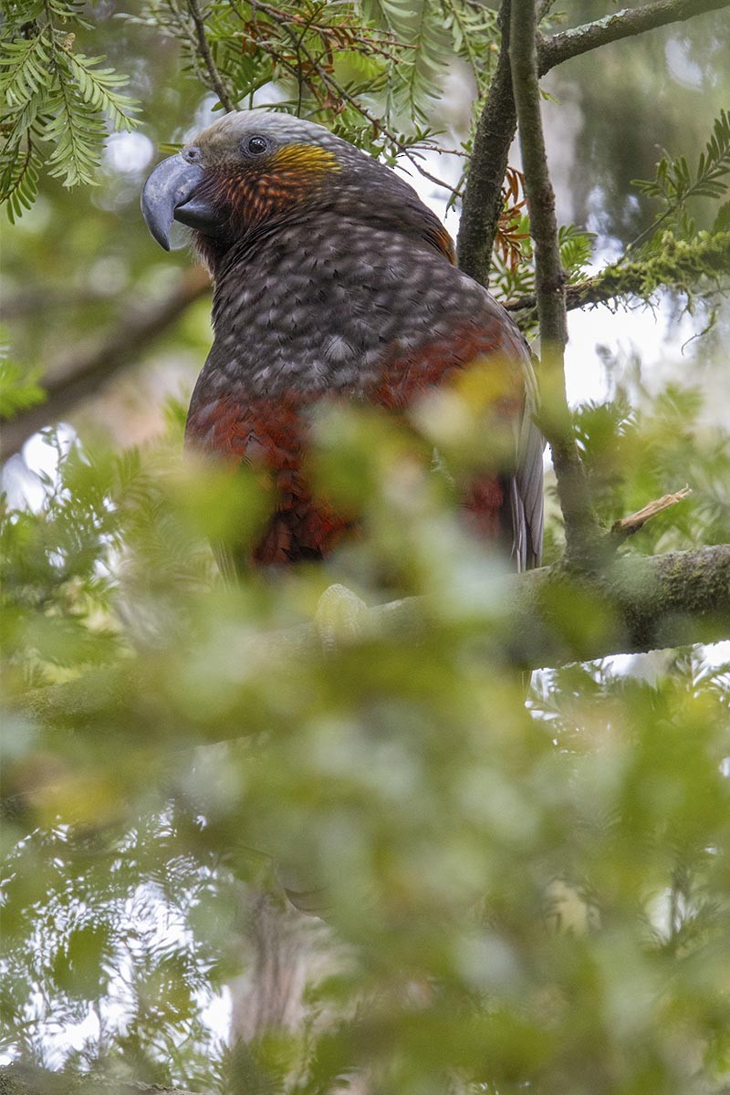 Кака - ML646604614