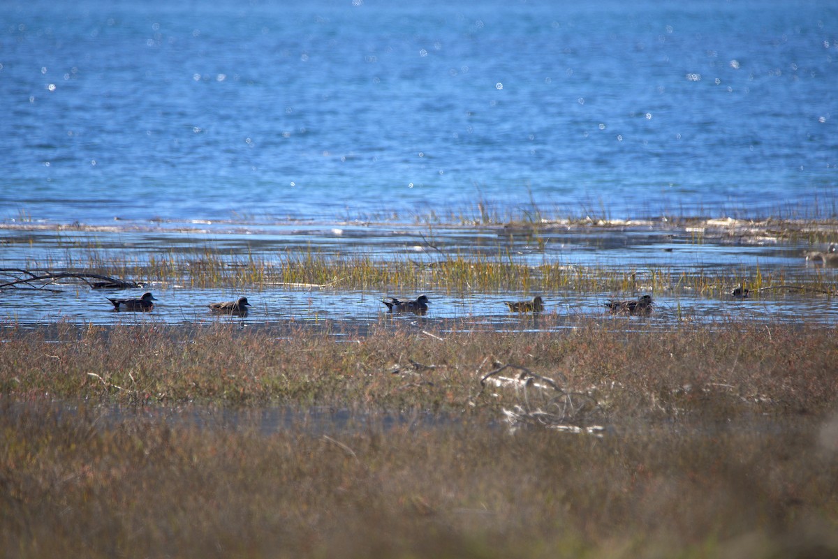 葡萄胸鴨 - ML646604615
