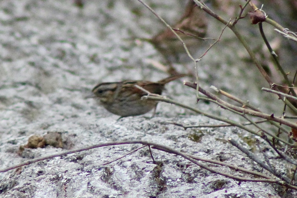 Bruant des marais - ML646604616