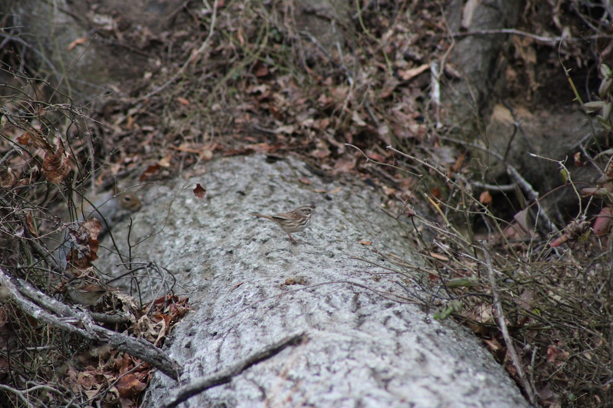 Song Sparrow - ML646604624