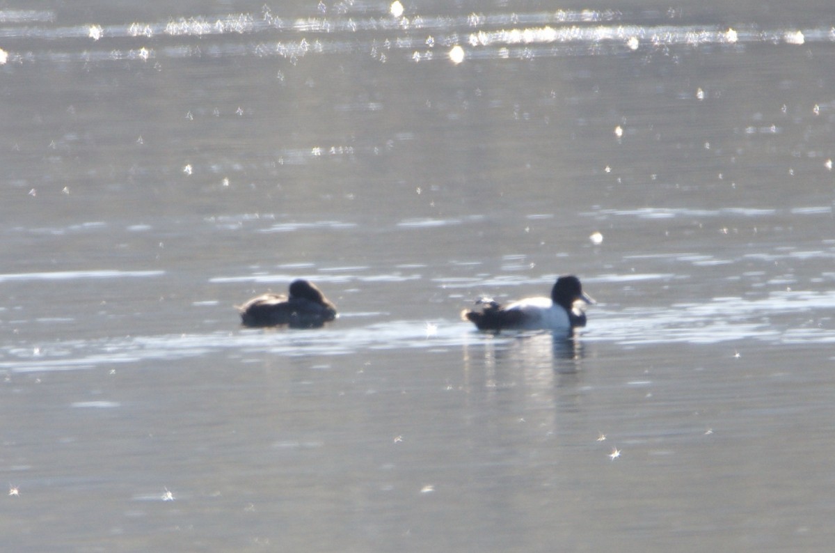 小斑背潛鴨 - ML646604625