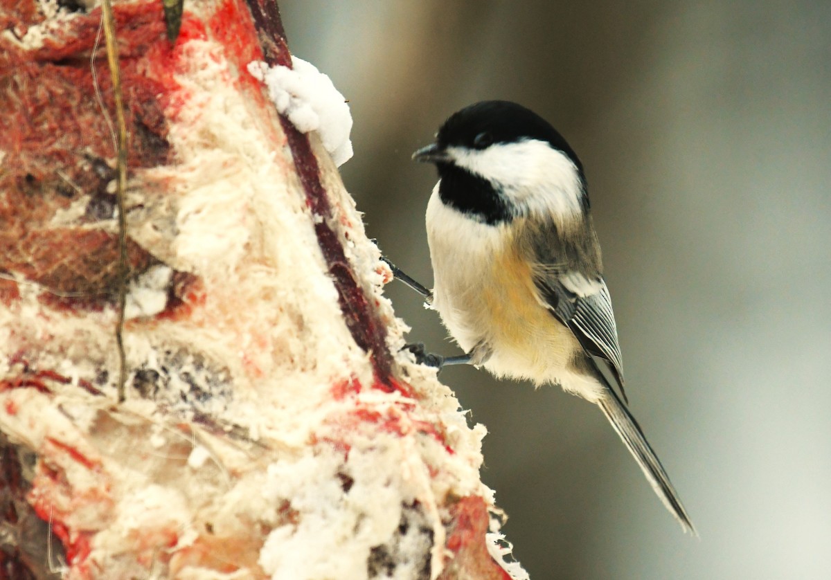 Black-capped Chickadee - ML646604626