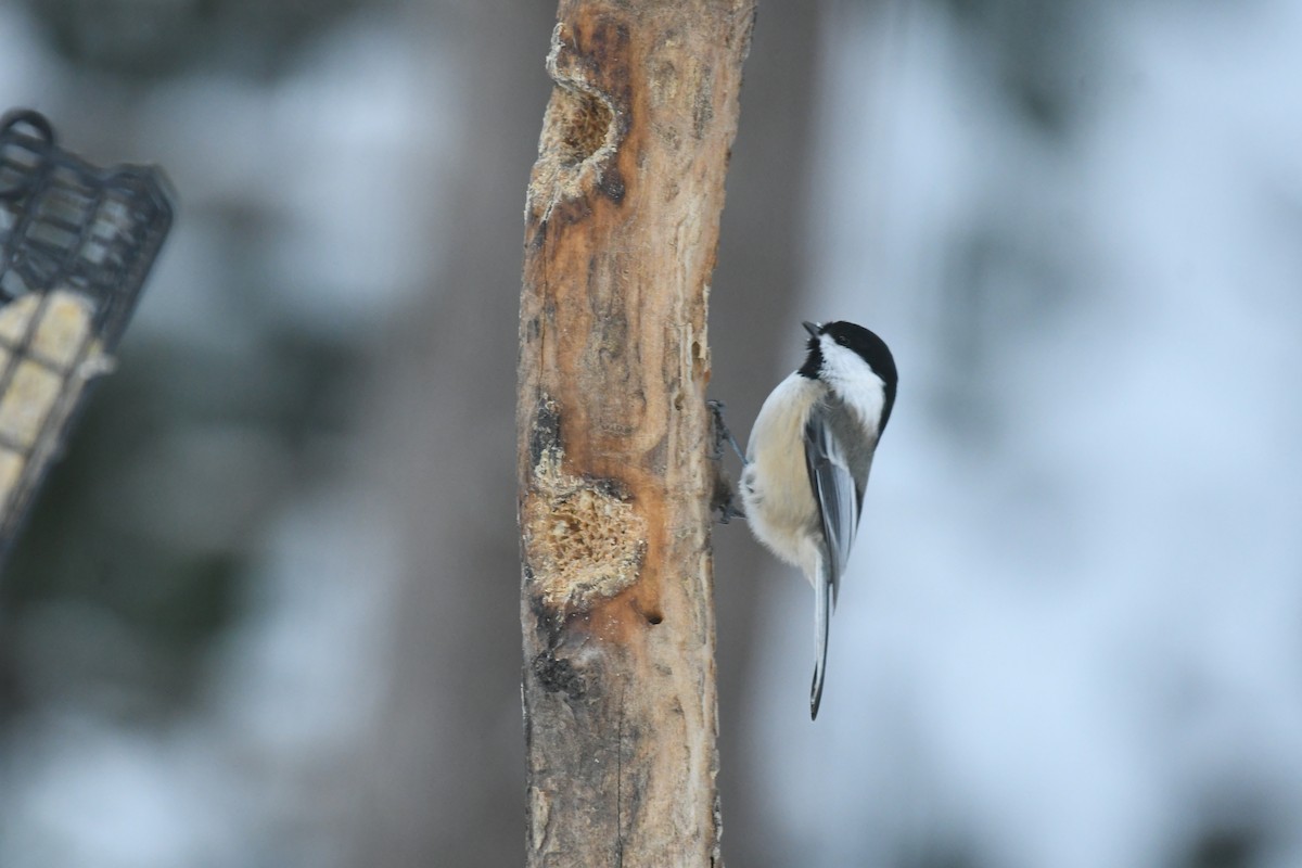Black-capped Chickadee - ML646604627