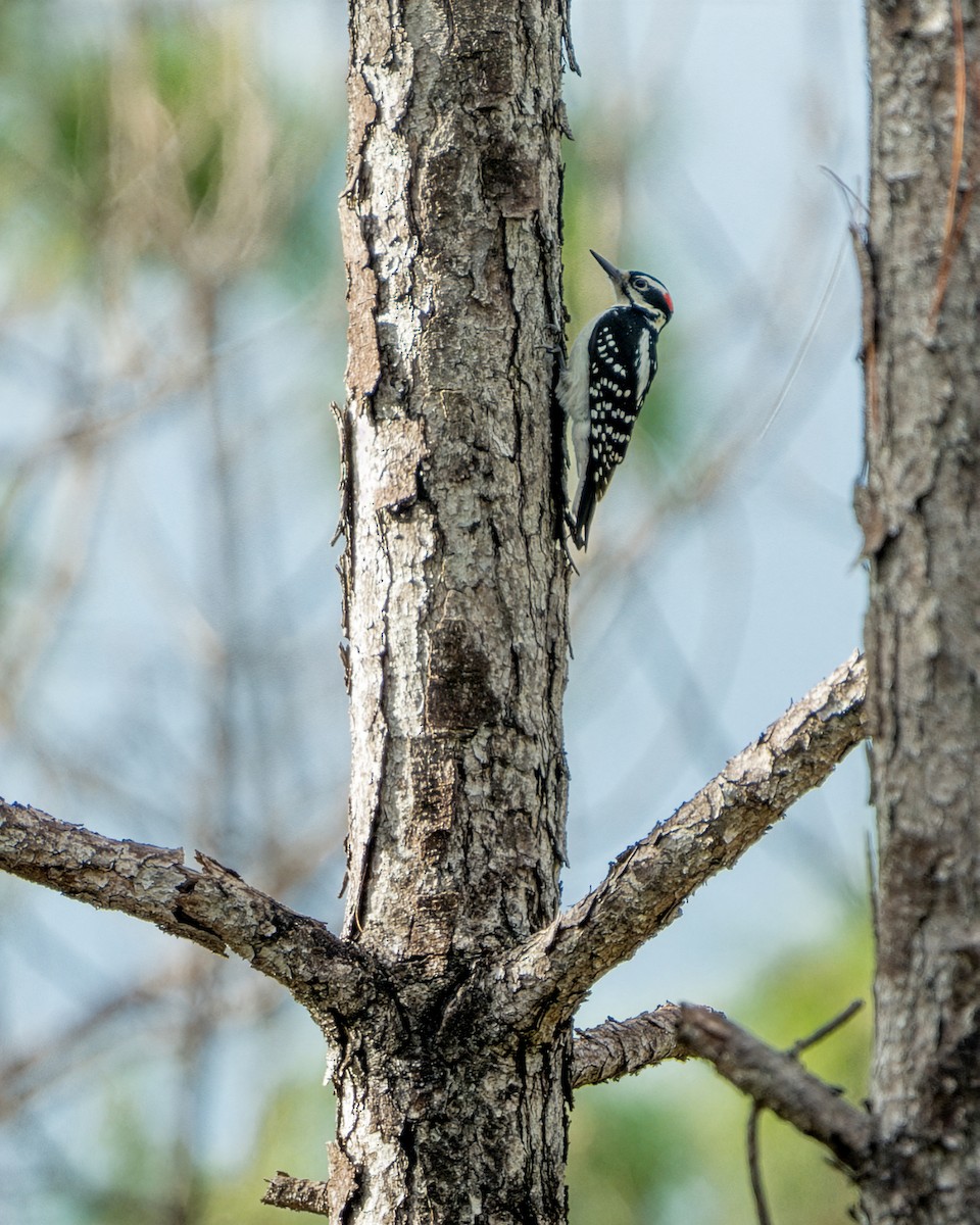 Hairy Woodpecker - ML646604629