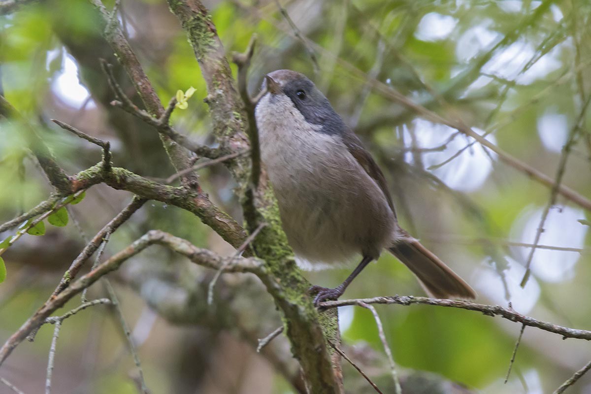 Буроголовая мохуа - ML646604630