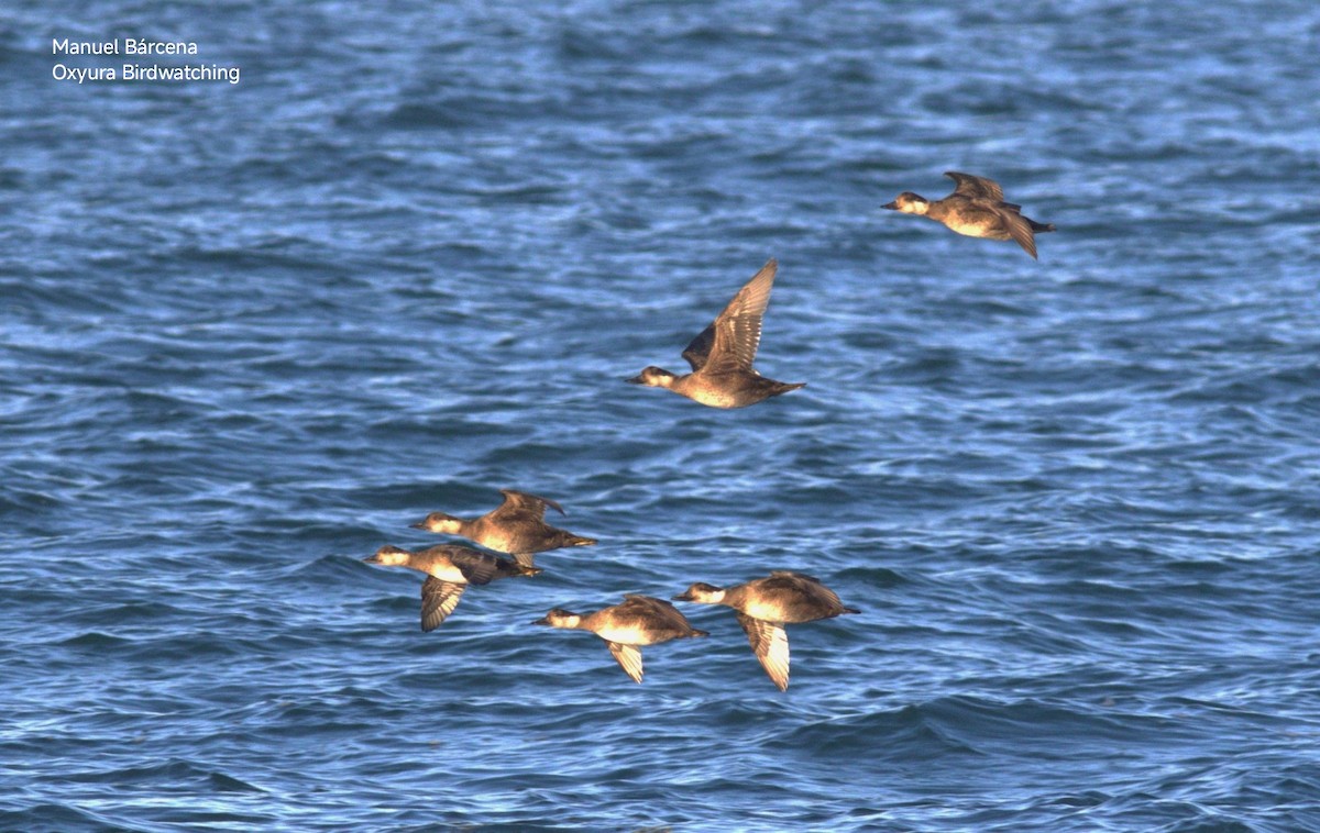 Common Scoter - ML646604631