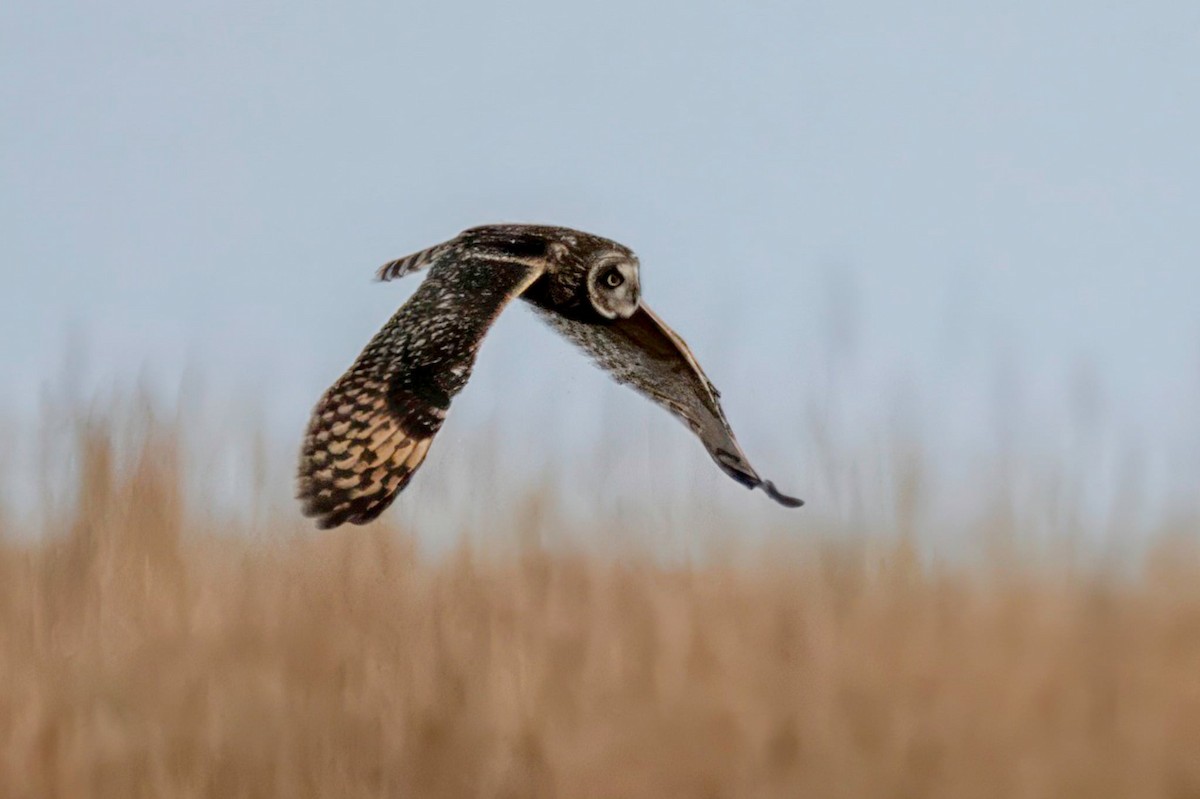 Хулгар гуйванга - ML646604632