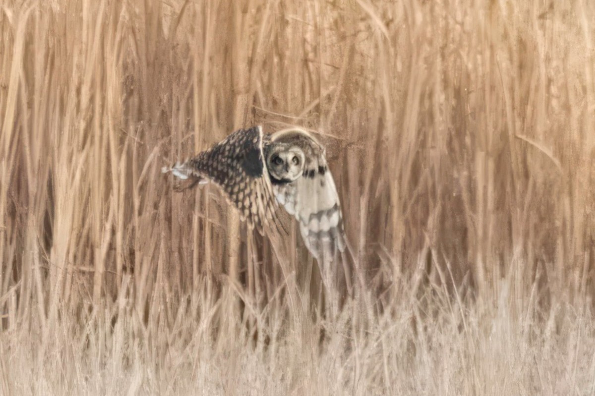 Zingira-hontza - ML646604633