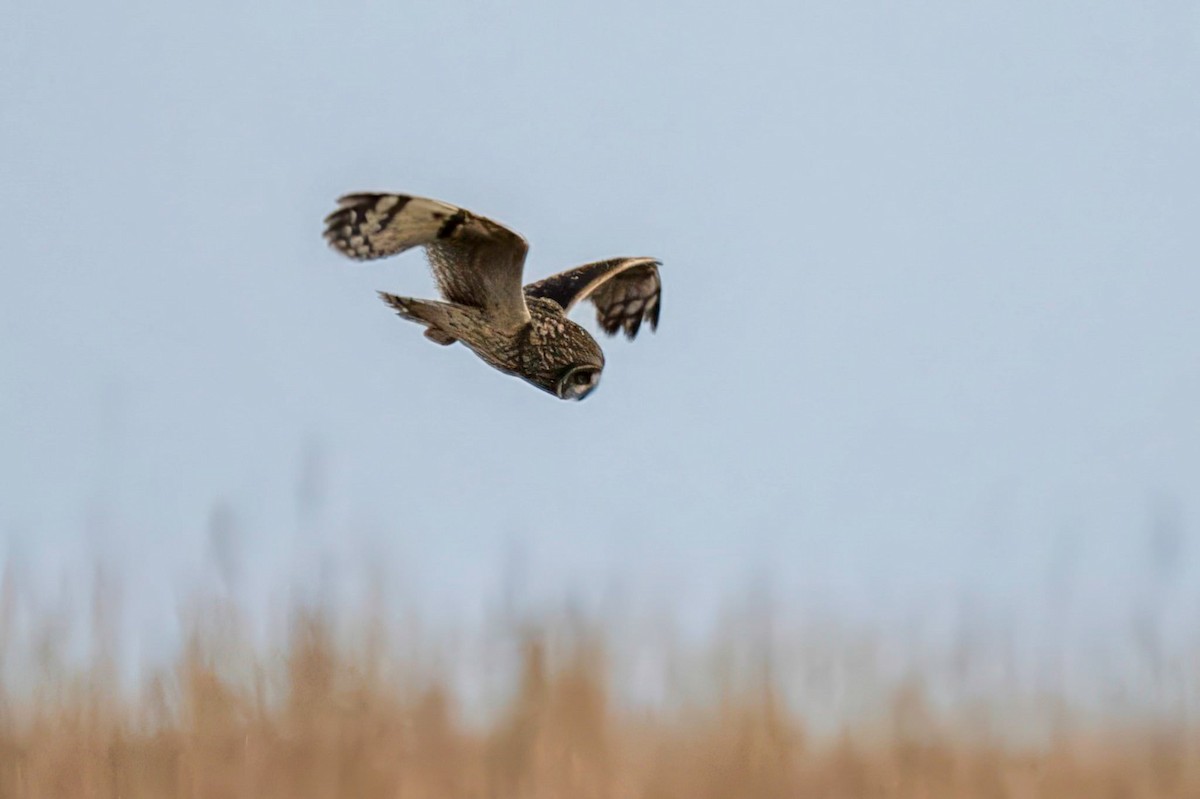 Zingira-hontza - ML646604634