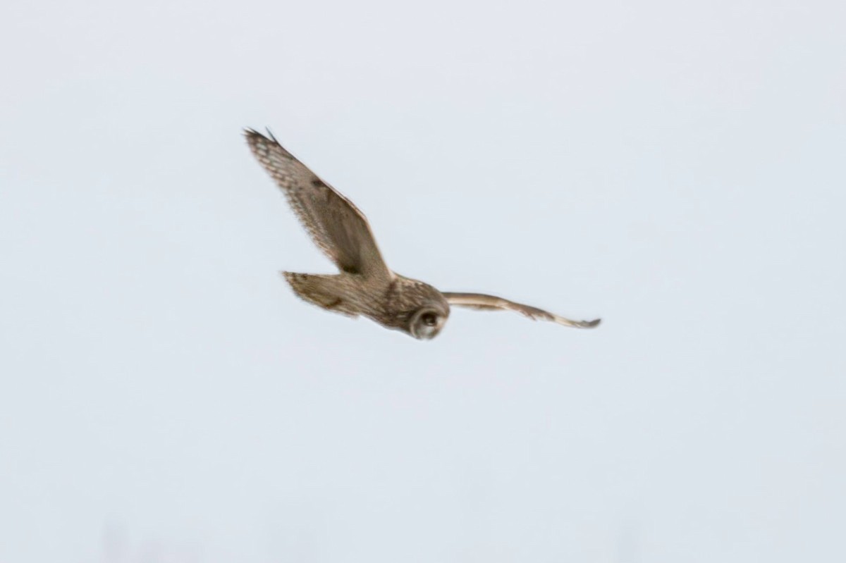 Zingira-hontza - ML646604635