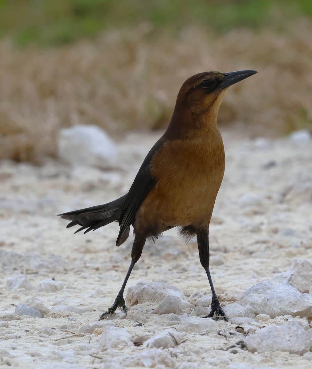 Boat-tailed Grackle - ML646604637