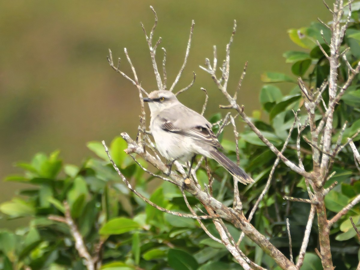 Tropical Mockingbird - ML646604641