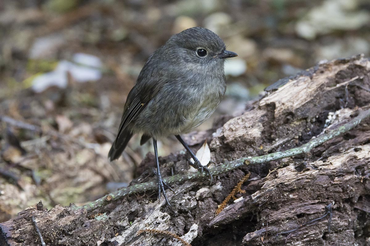 Южная петроика - ML646604642