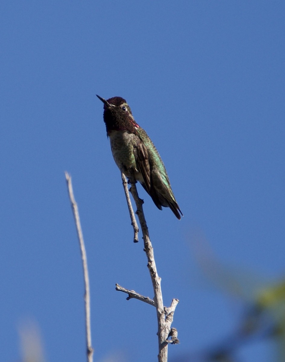 Anna's Hummingbird - ML646604644