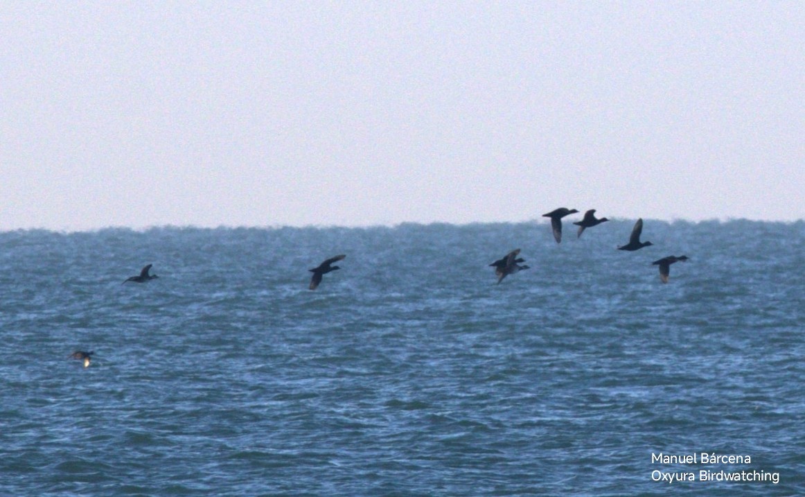 Common Scoter - ML646604646