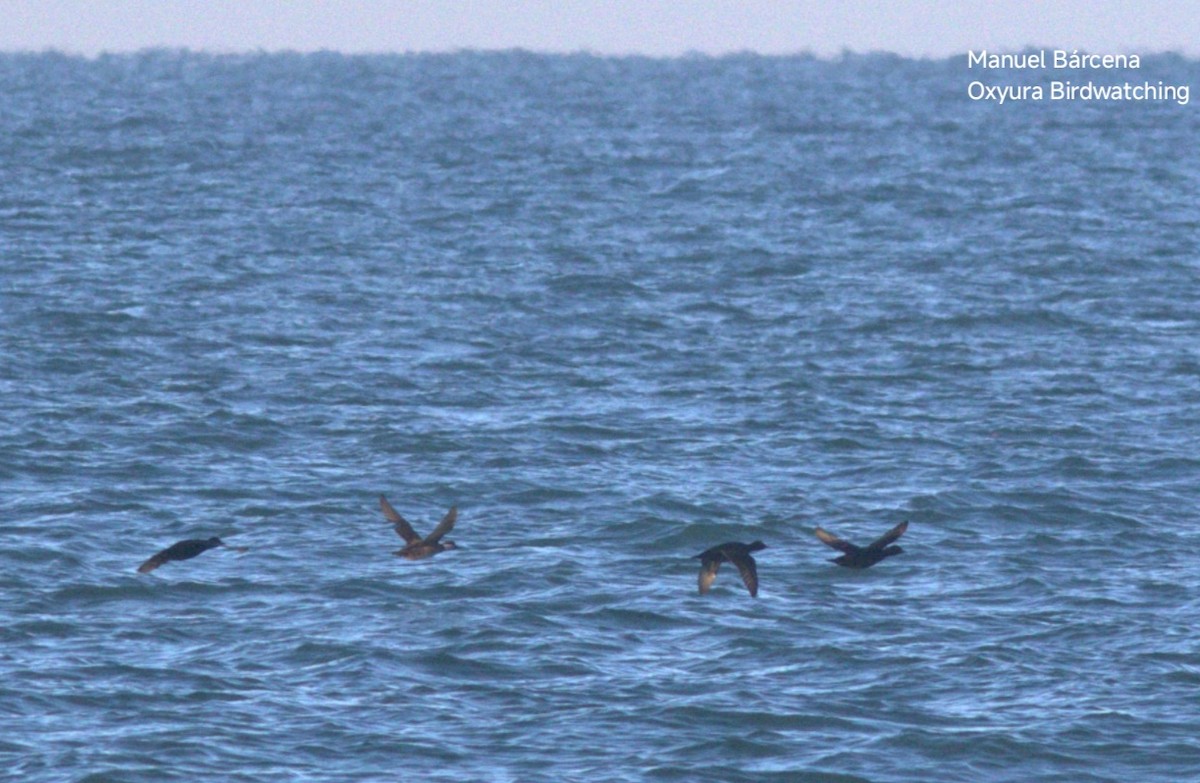 Common Scoter - ML646604647