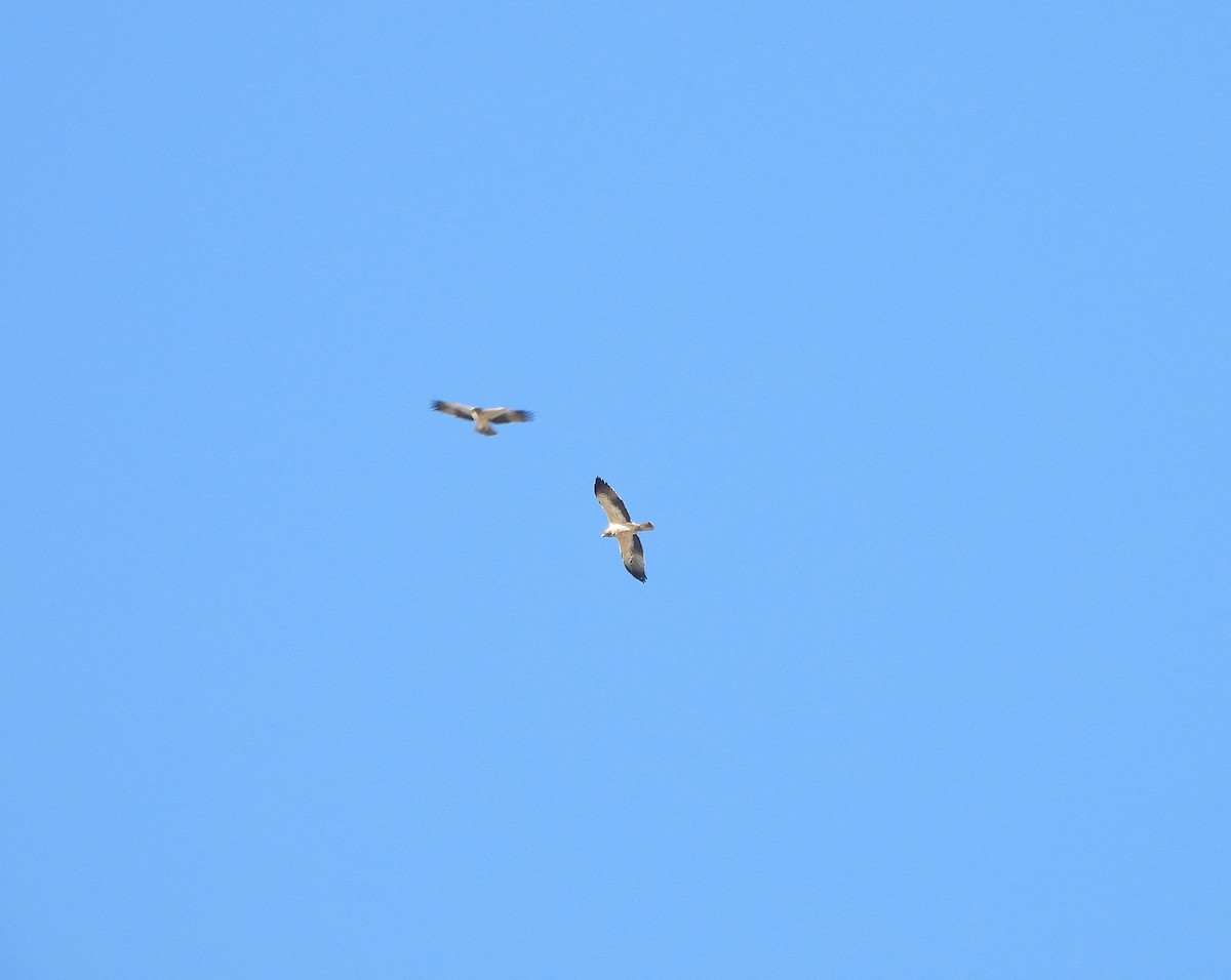 靴隼鵰 - ML646604648