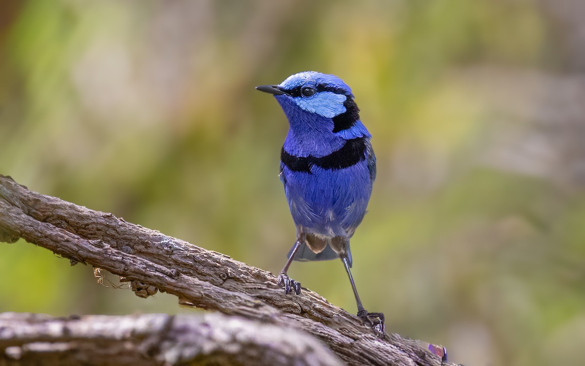 Splendid Fairywren - ML646604649