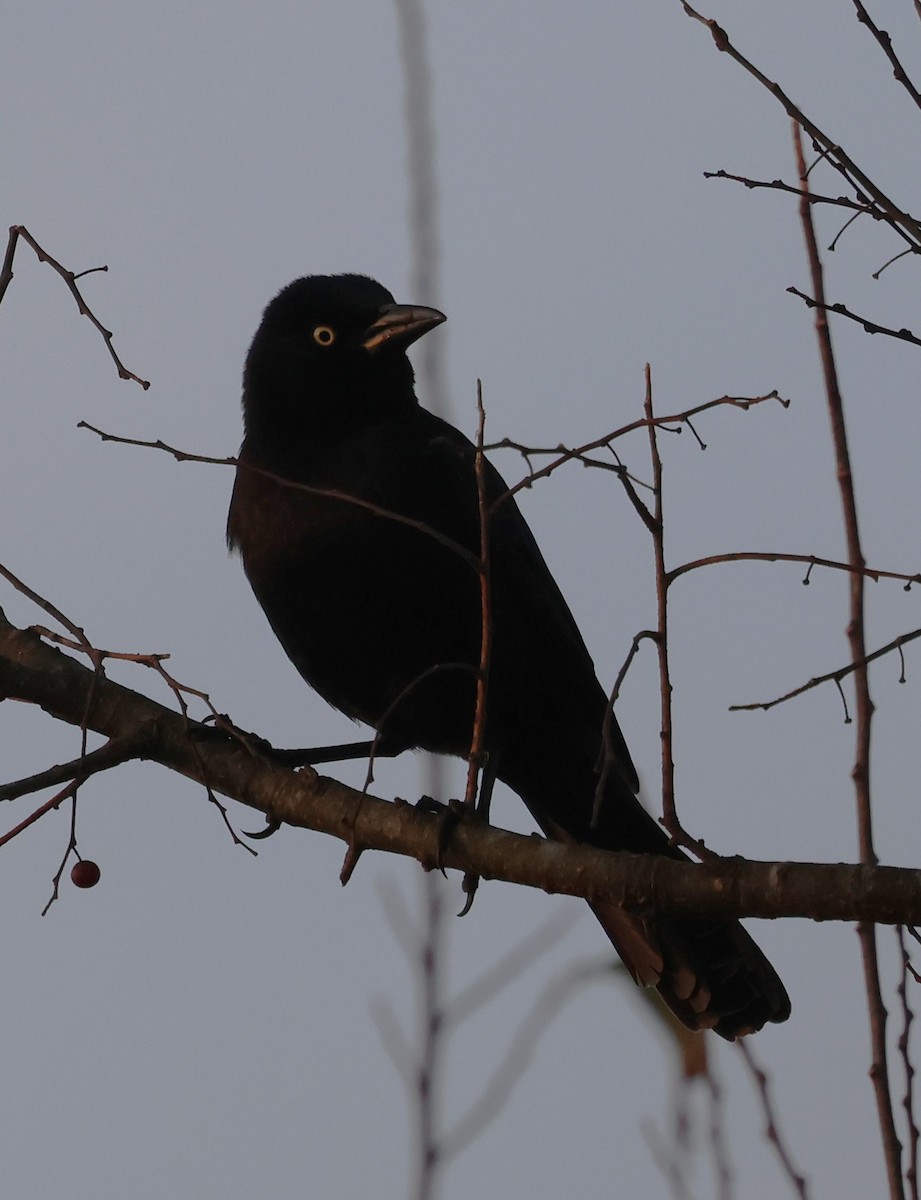 Common Grackle - ML646604650