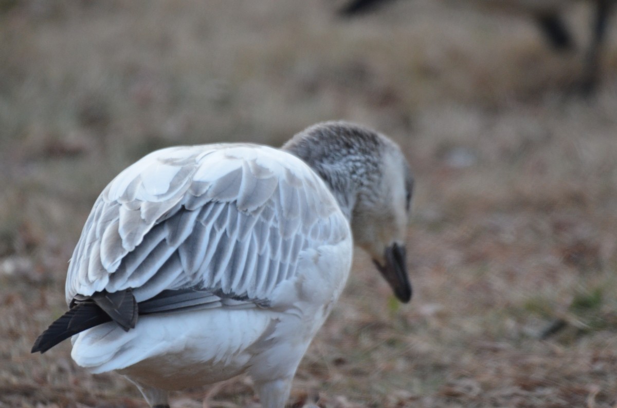 Белый гусь - ML646604651