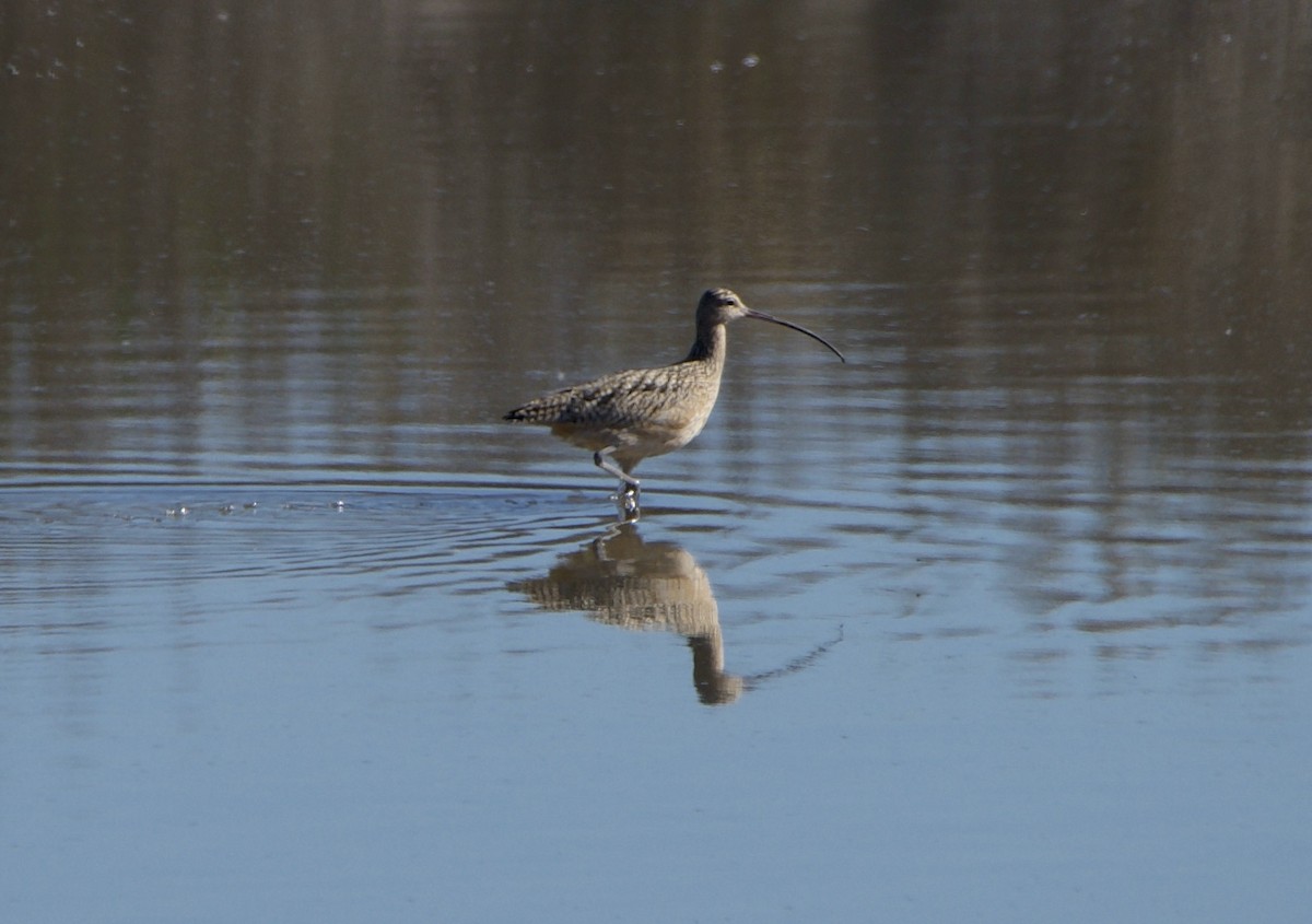 Long-billed Curlew - ML646604652