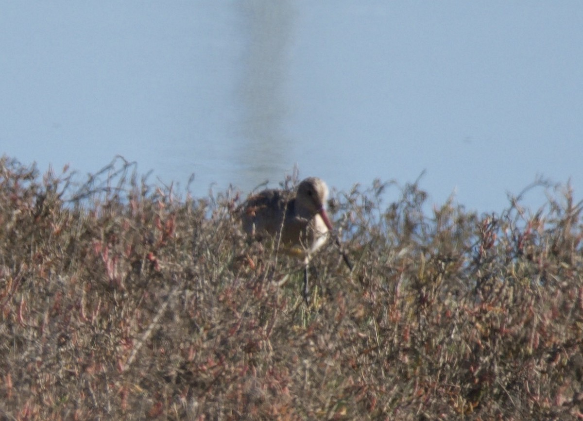 Marbled Godwit - ML646604656