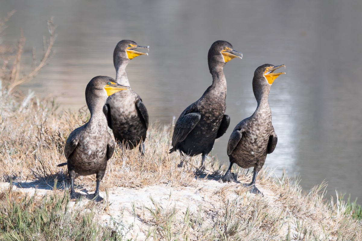 Cormoran à aigrettes - ML646604657