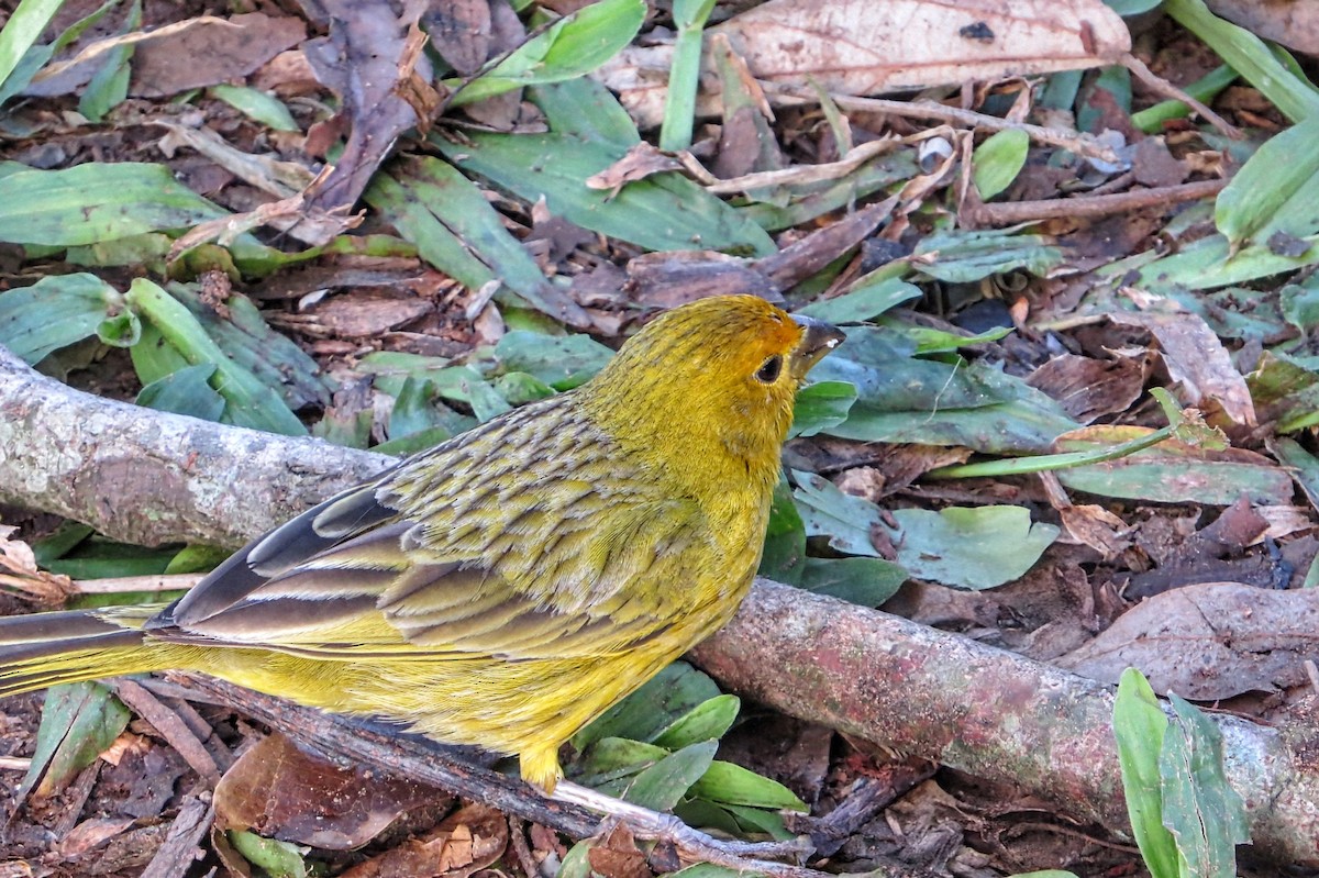 Saffron Finch - ML646604658