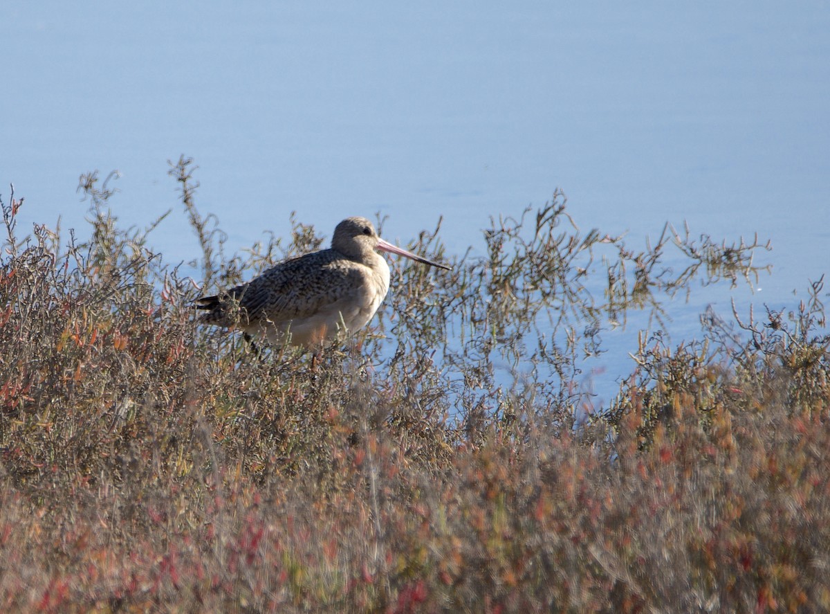 Marbled Godwit - ML646604659