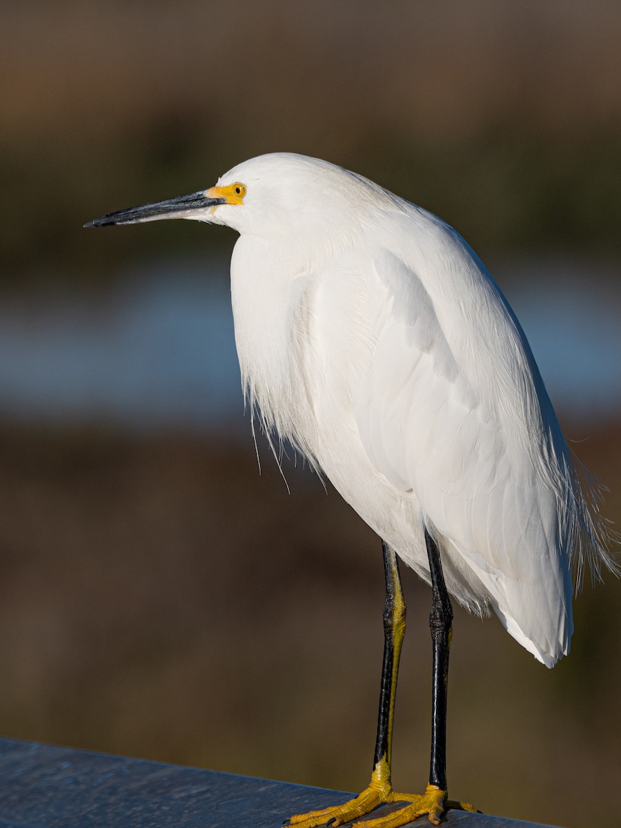 Aigrette neigeuse - ML646604660