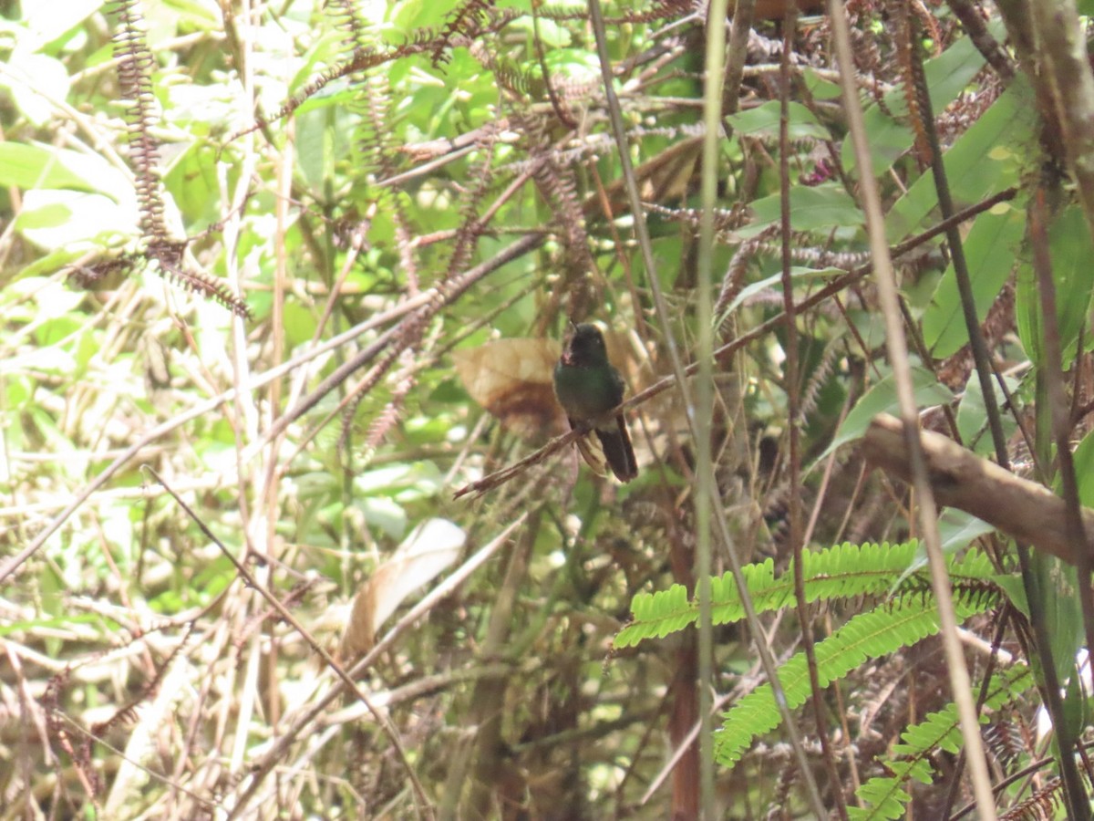 kolibřík turmalinový - ML646604661