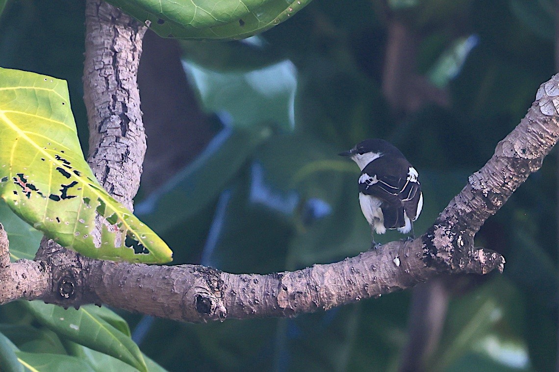 Oruguero Colilargo - ML646604671