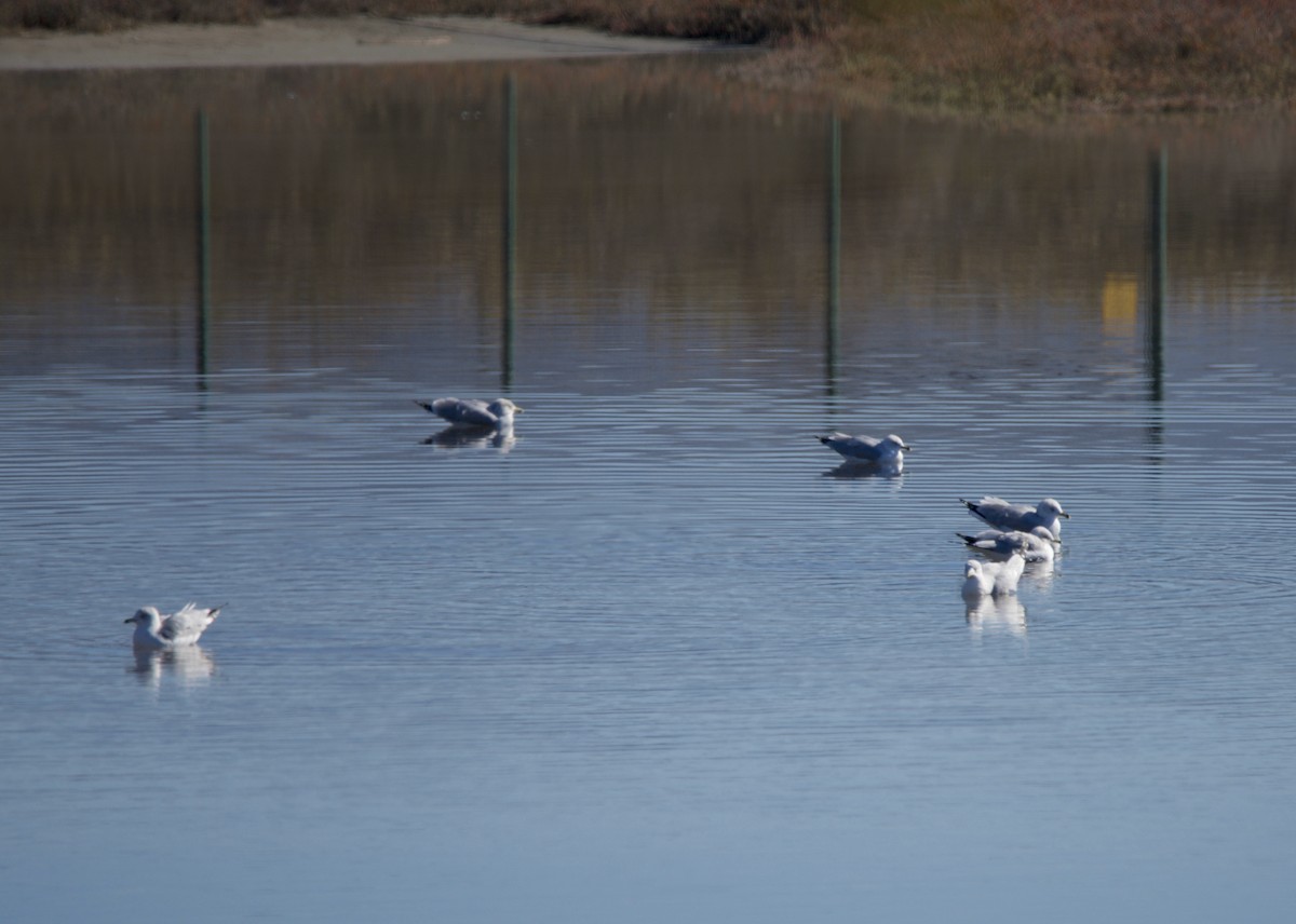 Ring-billed Gull - ML646604674