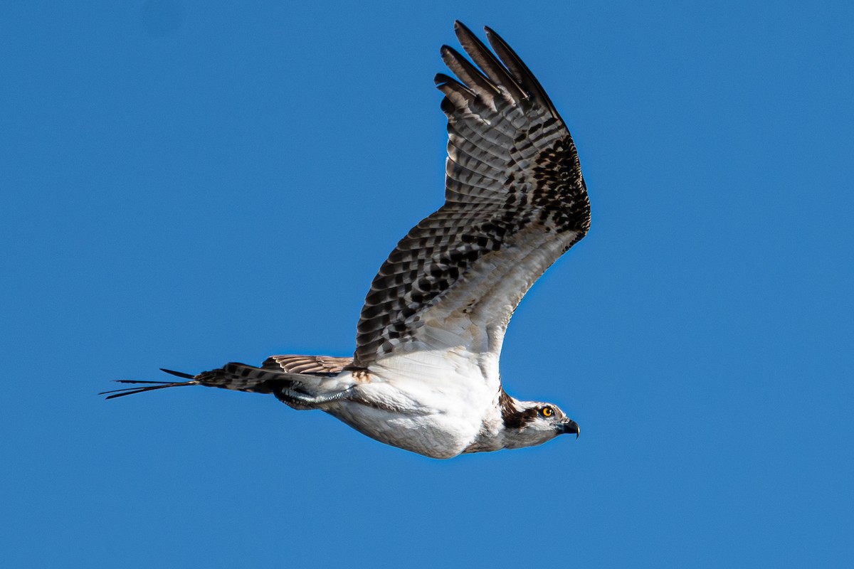 Balbuzard pêcheur - ML646604675