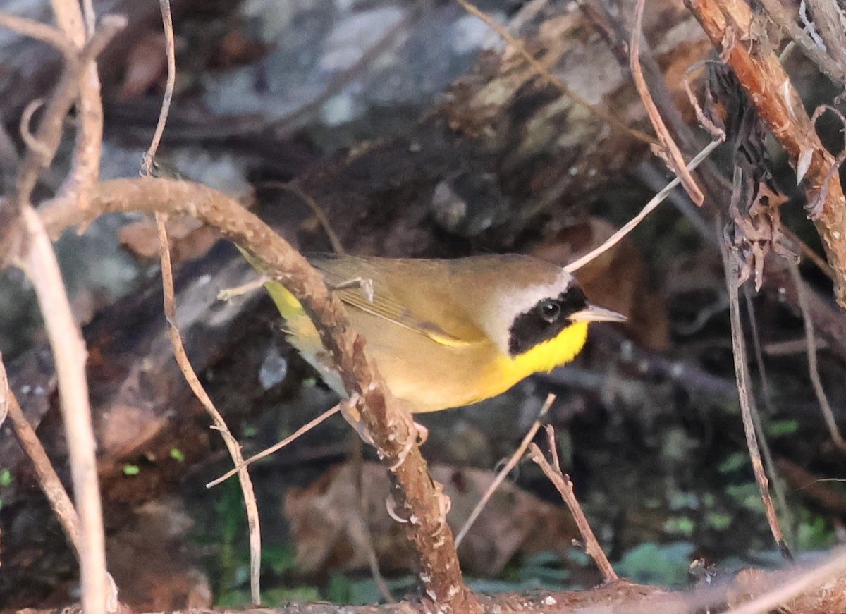 Common Yellowthroat - ML646604676