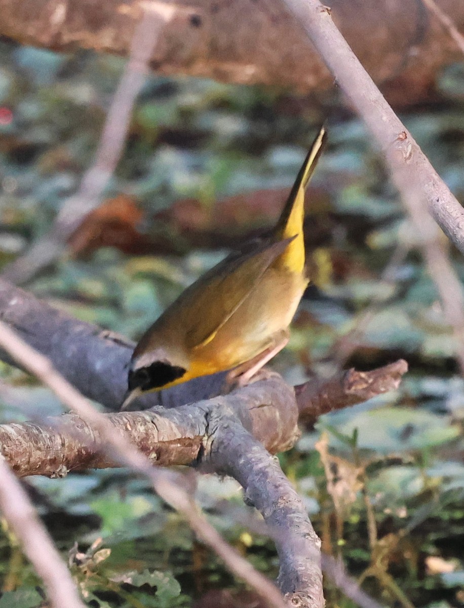 Common Yellowthroat - ML646604677