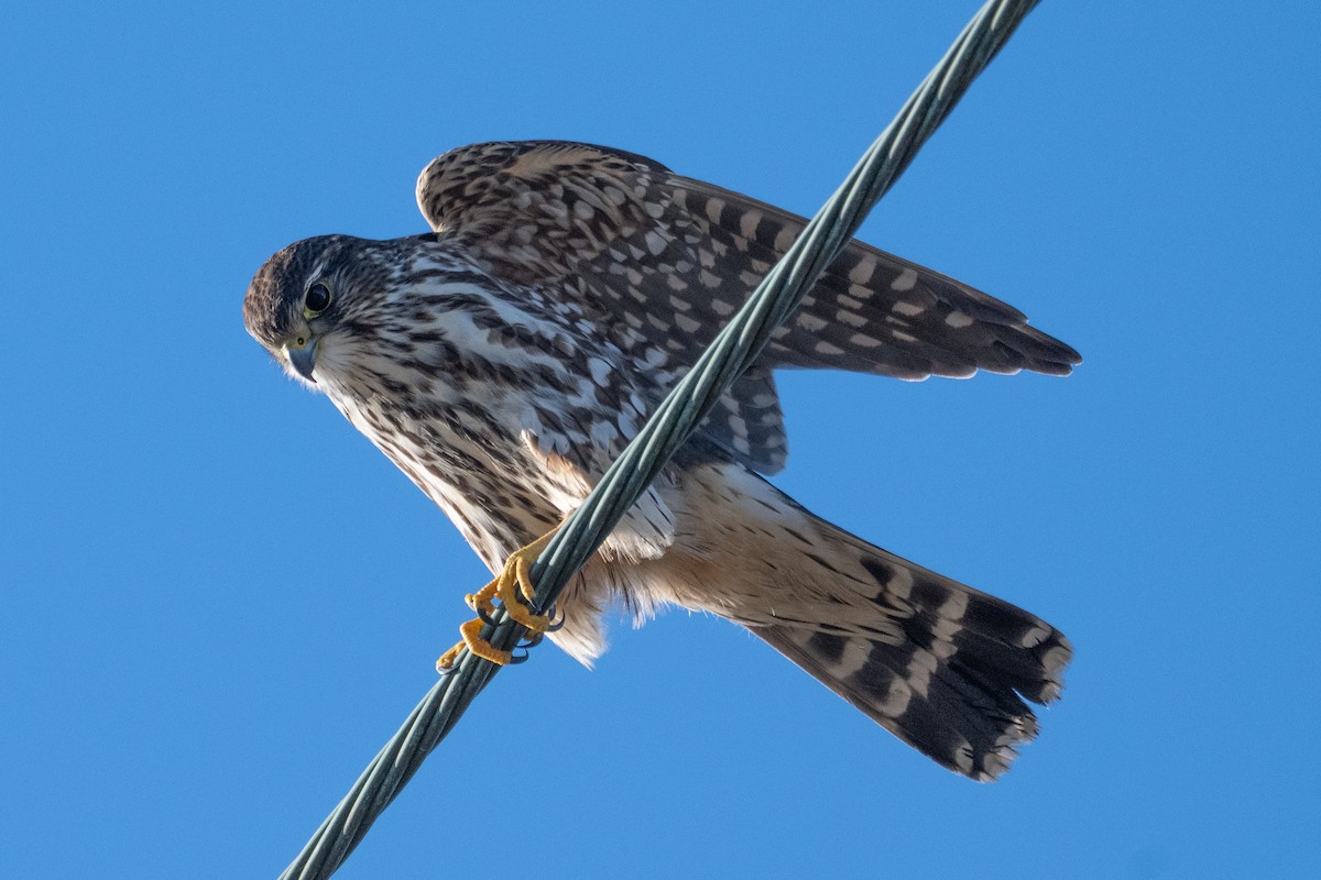 Faucon émerillon - ML646604678