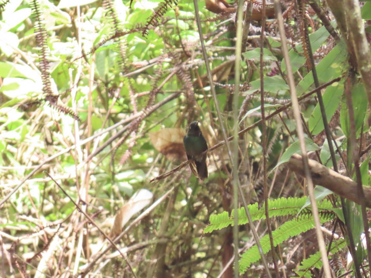 kolibřík turmalinový - ML646604679