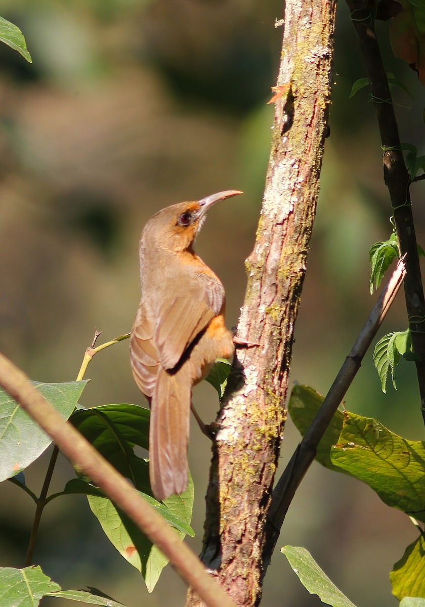 Red-eyed Scimitar-Babbler - ML646604680