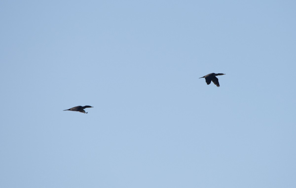 Double-crested Cormorant - ML646604681