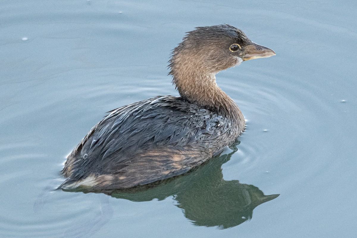 Grèbe à bec bigarré - ML646604686