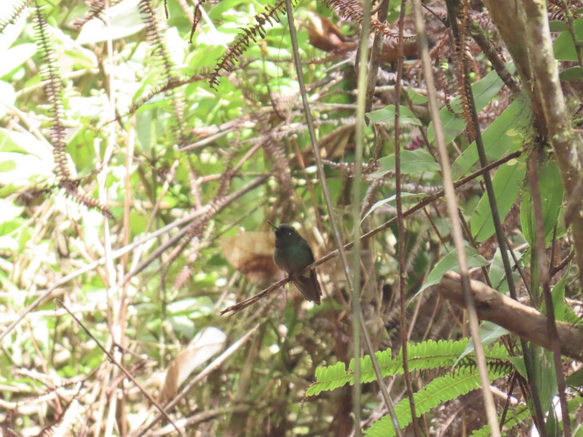 kolibřík turmalinový - ML646604687